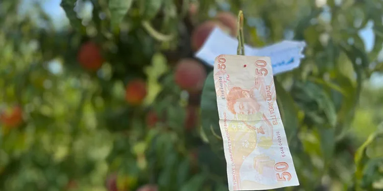 Bursa’da şeftali ağacına asılan not kalpleri ısıttı
