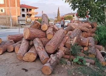 Kamyon virajı alamadı, tomruklar yola saçıldı