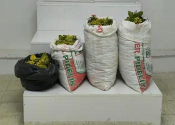 Fıstık hırsızlığı şüphelisi 2 şahıs tutuklandı