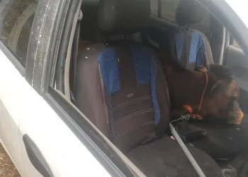 Arabadan çalıntı dana çıktı