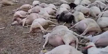 Üzerine yıldırım düşen sürüde 60 koyun telef oldu