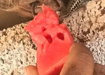 Kendi elleriyle kertenkeleyi besleyen çiftçi takdir topladı