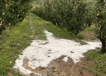 Dolu meyve bahçelerine zarar verdi