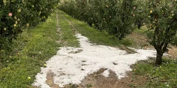 Dolu meyve bahçelerine zarar verdi