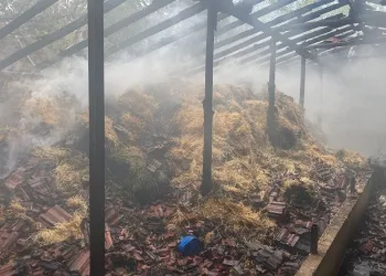 Besihanede çıkan yangında 5 kişi yaralandı, 3 hayvan telef oldu