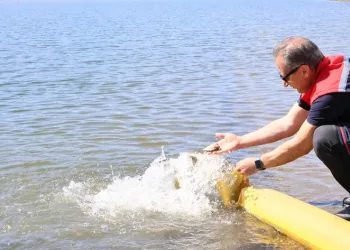 Göllere 1 milyon 680 bin sazan balığı salındı