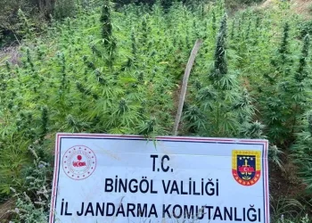 225 kök kenevir ele geçirildi