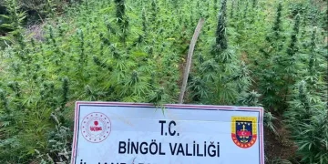 225 kök kenevir ele geçirildi