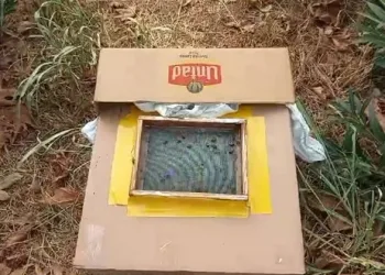 Ağaçta baldan servet buldu