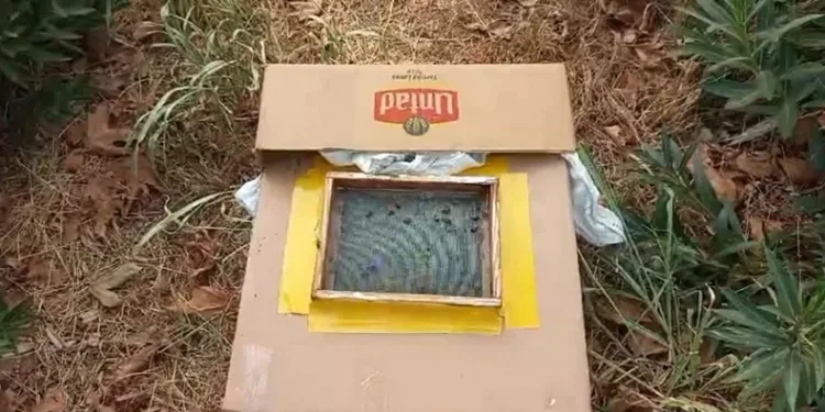Ağaçta baldan servet buldu