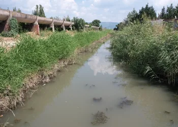 Bursa’da zehir akan derede toplu balık ölümü yaşanıyor