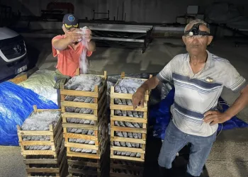 Karadeniz’de palamut bereketi