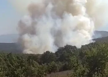 Kocaeli’de orman yangını