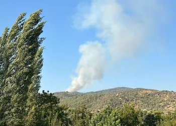 Milas’ta orman yangını