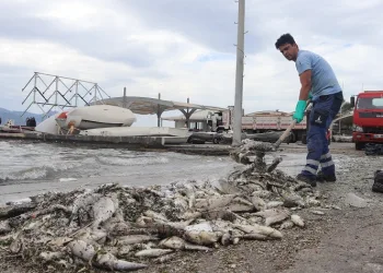 İzmir Körfezi’nde balık ölümleri sürüyor