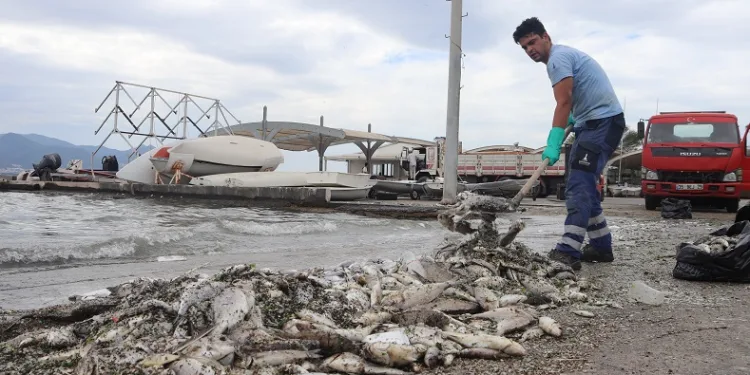 İzmir Körfezi’nde balık ölümleri sürüyor