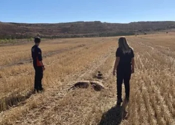 Sivas’ta 11 koyun telef olmuş halde bulundu