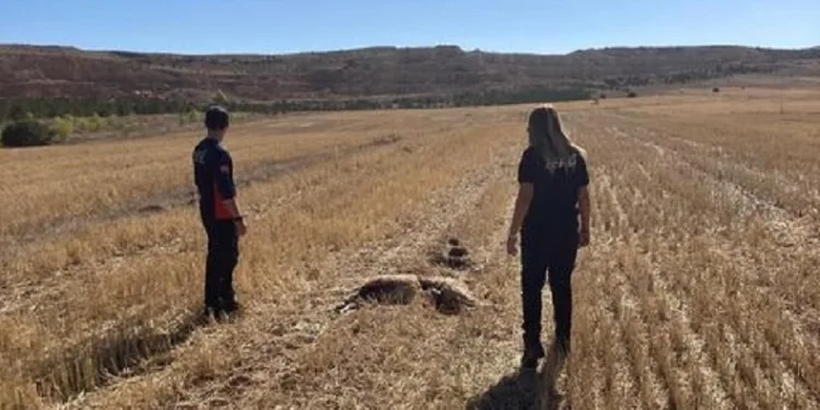Sivas’ta 11 koyun telef olmuş halde bulundu