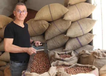 Fındıkta kahverengi kokarca oyunu