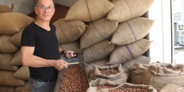 Fındıkta kahverengi kokarca oyunu