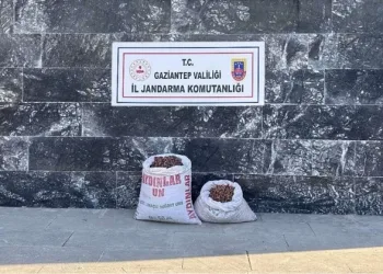 Fıstık hırsızı 6 şahsa jandarmadan suçüstü