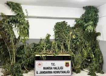 Manisa jandarmasından kenevir operasyonu