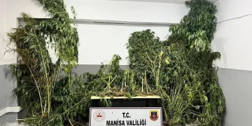 Manisa jandarmasından kenevir operasyonu