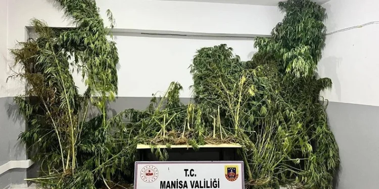 Manisa jandarmasından kenevir operasyonu
