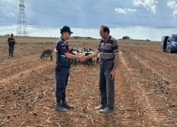 Kaybolan küçükbaş hayvanlar bulundu