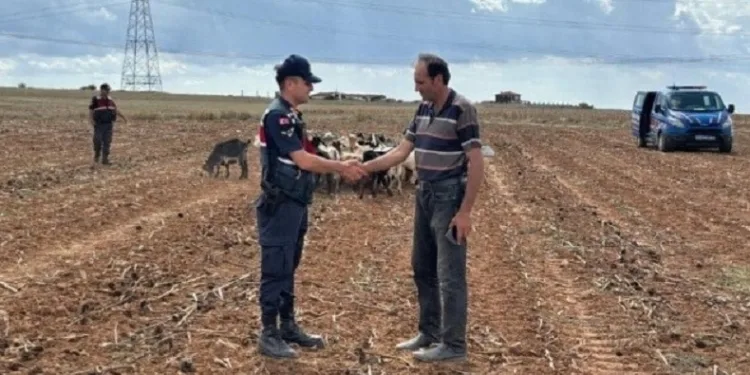 Kaybolan küçükbaş hayvanlar bulundu
