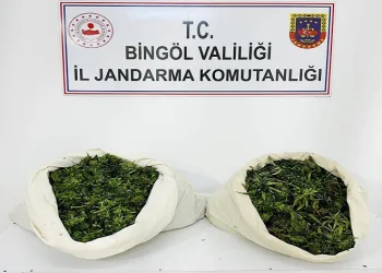 3 bin kök kenevir ve 21 kilo esrar ele geçirildi