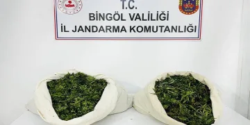 3 bin kök kenevir ve 21 kilo esrar ele geçirildi