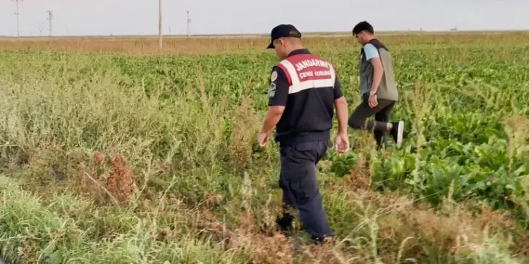 Kaçak avcılar jandarmanın ağına takıldı