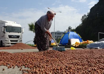 Fındık hem randıman hem de rekolte olarak üreticiyi yanılttı
