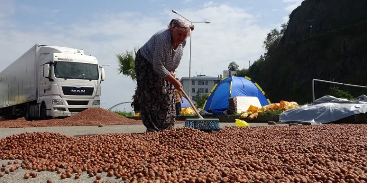 Fındık hem randıman hem de rekolte olarak üreticiyi yanılttı