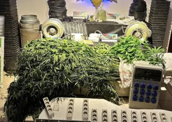 Kenevir yetiştirmek için sera kuran zehir tacirlerine operasyon