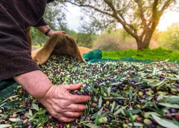 Orhangazi’de Zeytin Rekoltesi 2.600 Ton