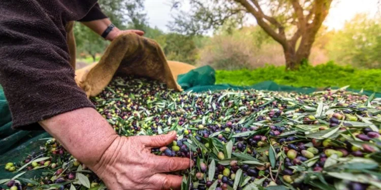 Orhangazi’de Zeytin Rekoltesi 2.600 Ton