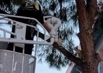 Çıktığı ağaçtan inemedi imdadına itfaiye yetişti