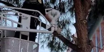 Çıktığı ağaçtan inemedi imdadına itfaiye yetişti