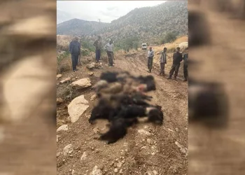 Siirt’te yıldırım düştü: 64 keçi telef oldu