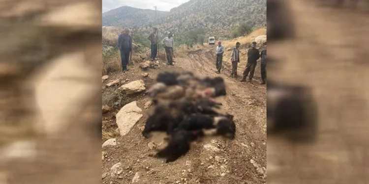 Siirt’te yıldırım düştü: 64 keçi telef oldu
