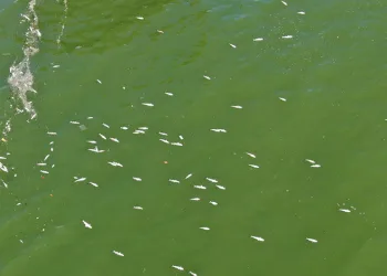 İzmir Körfezi’nde balık ölümleri
