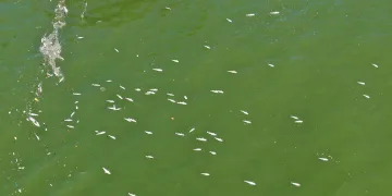İzmir Körfezi’nde balık ölümleri