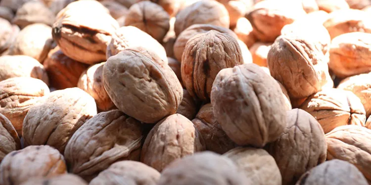İnegöl’de ceviz hasadı başladı