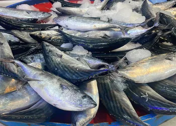 Palamutun tezgahlardaki krallığı sürüyor