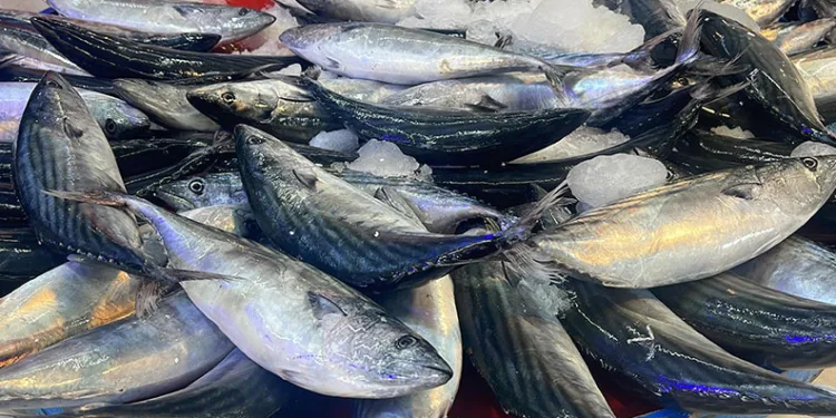Palamutun tezgahlardaki krallığı sürüyor
