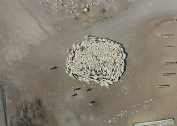 Koyunlarla koçlar peş peşe döndü