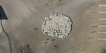 Koyunlarla koçlar peş peşe döndü