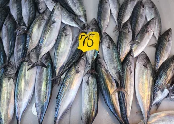 Balıkçılar dört günde 100 ton palamut avladı